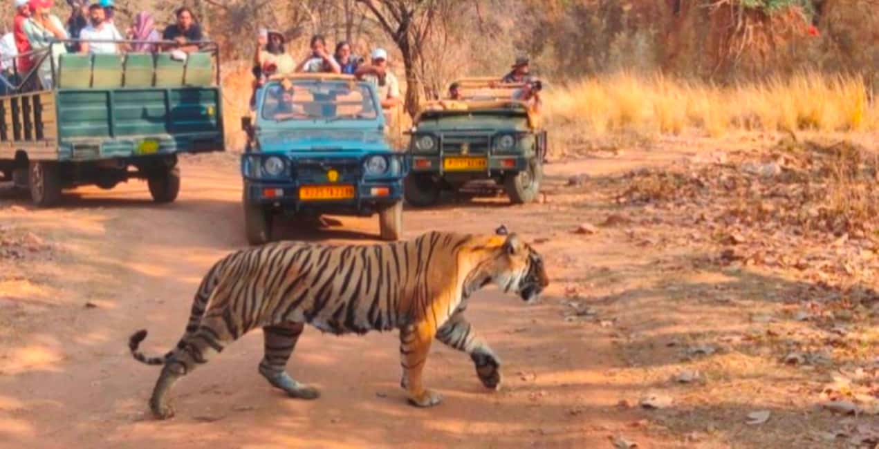 From Jaipur: Ranthambore National Park Day Trip with Safari - The Sum Up