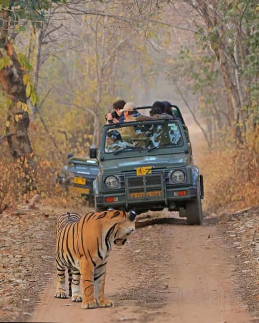 From Jaipur: Ranthambore National Park Day Trip with Safari - Who Should Consider This Tour?