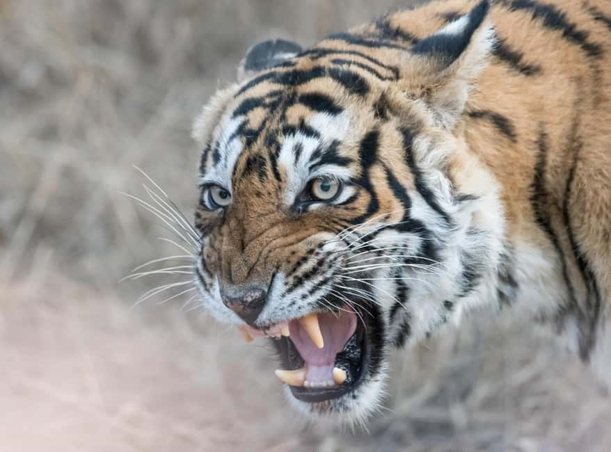 From Jaipur: Ranthambore National Park Day Trip with Safari - FAQs