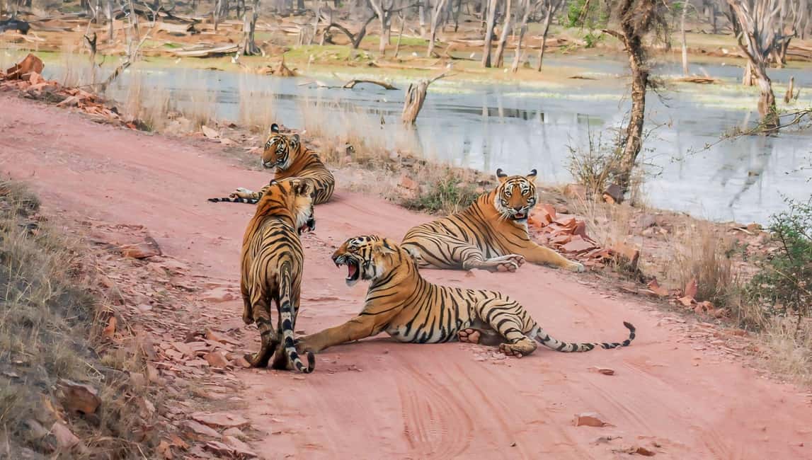 From Jaipur: Ranthambore National Park Day Trip with Safari - FAQ