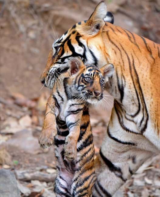 From Jaipur: Ranthambore National Park Day Trip with Safari - Final Thoughts