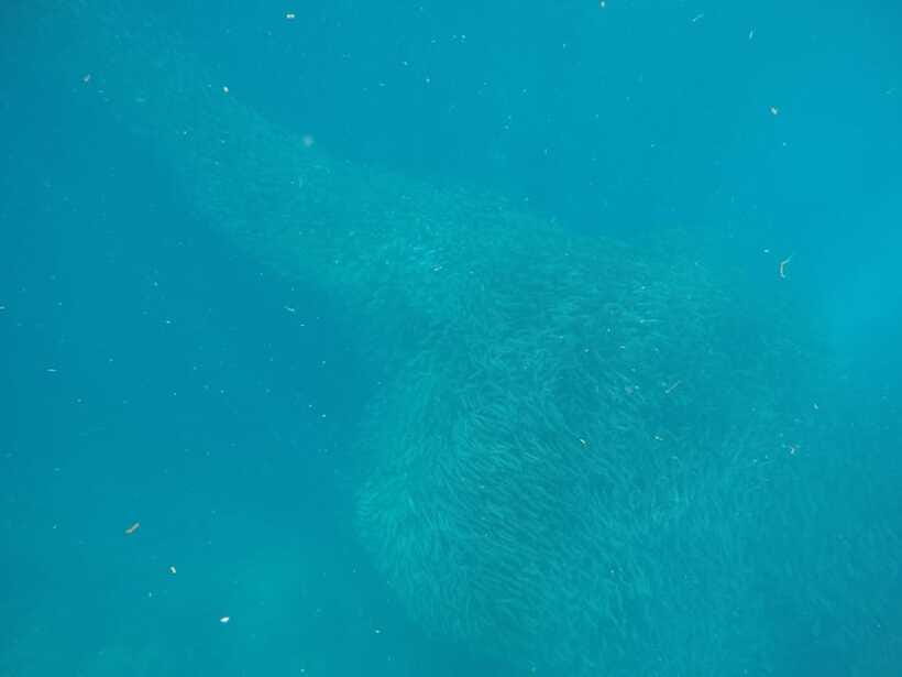 Cebu: Kawasan Canyoneering & Sardines Run and Turtle Chase - Final Thoughts