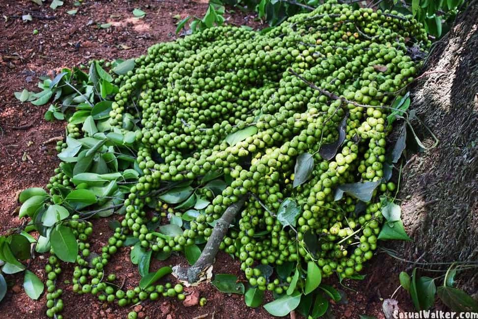 Munnar Local Sightseeing (Adventure Spots) - FAQs