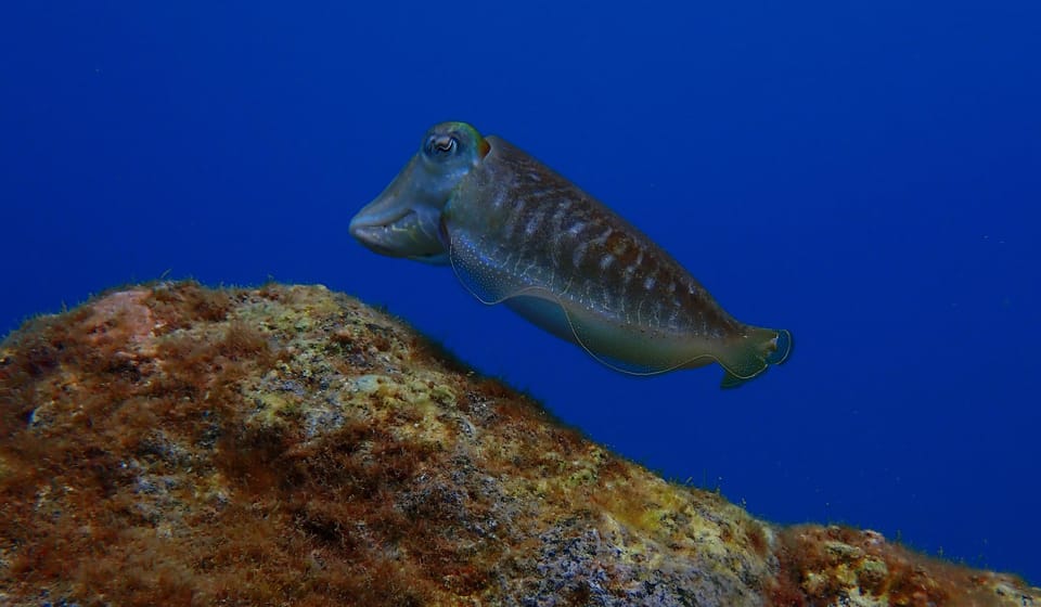 2 PRIVATE GUIDED DIVES - Final Thoughts