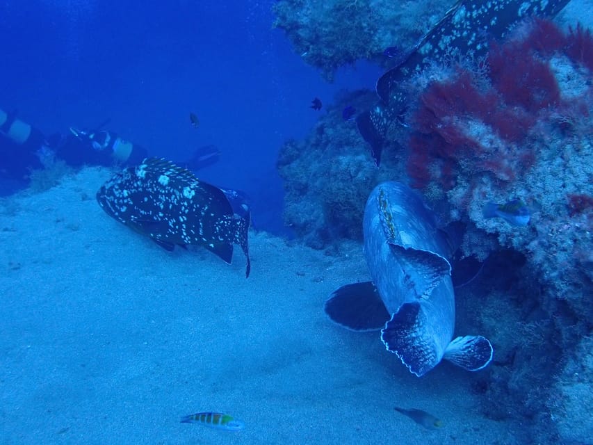 2 PRIVATE GUIDED DIVES - The Itinerary – What to Expect on Your Dive Day