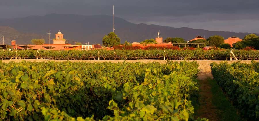 Lima: Full-Day Tour to Paracas, Vineyards and Huacachina - A Full-Day Adventure from Lima to Paracas, Vineyards, and Huacachina