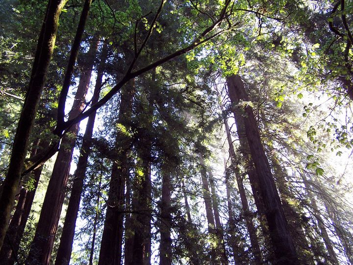 SF: Guided Muir Woods Tour & Hop-On Hop-Off Tour (Save 15%) - Experience the Best of San Francisco with a Guided Muir Woods Tour & Hop-On Hop-Off Bus
