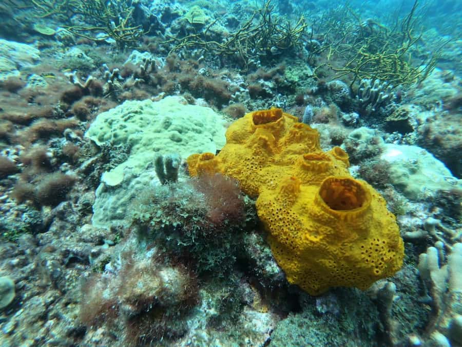 Cartagena: Basic Diving for beginners in Rosario Islands - The Value of This Tour