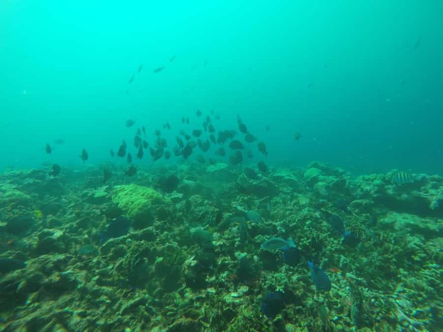 Cartagena: Basic Diving for beginners in Rosario Islands - Authentic Experiences from Reviews