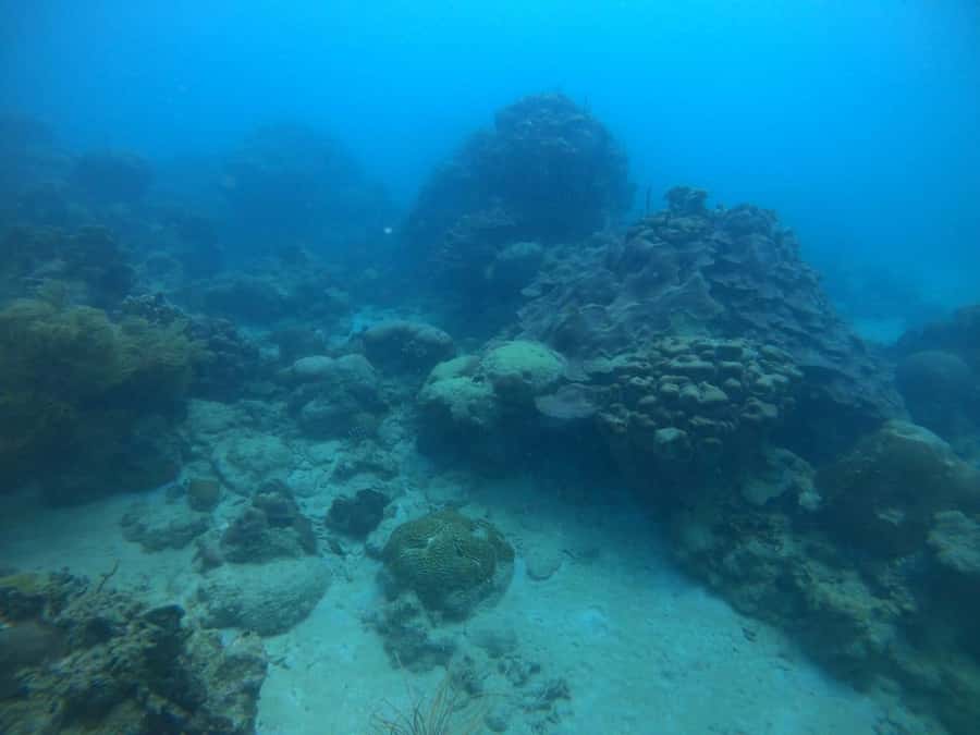 Cartagena: Basic Diving for beginners in Rosario Islands - FAQ