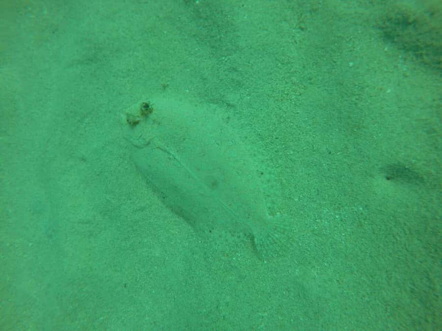 Cartagena: Basic Diving for beginners in Rosario Islands - The Sum Up