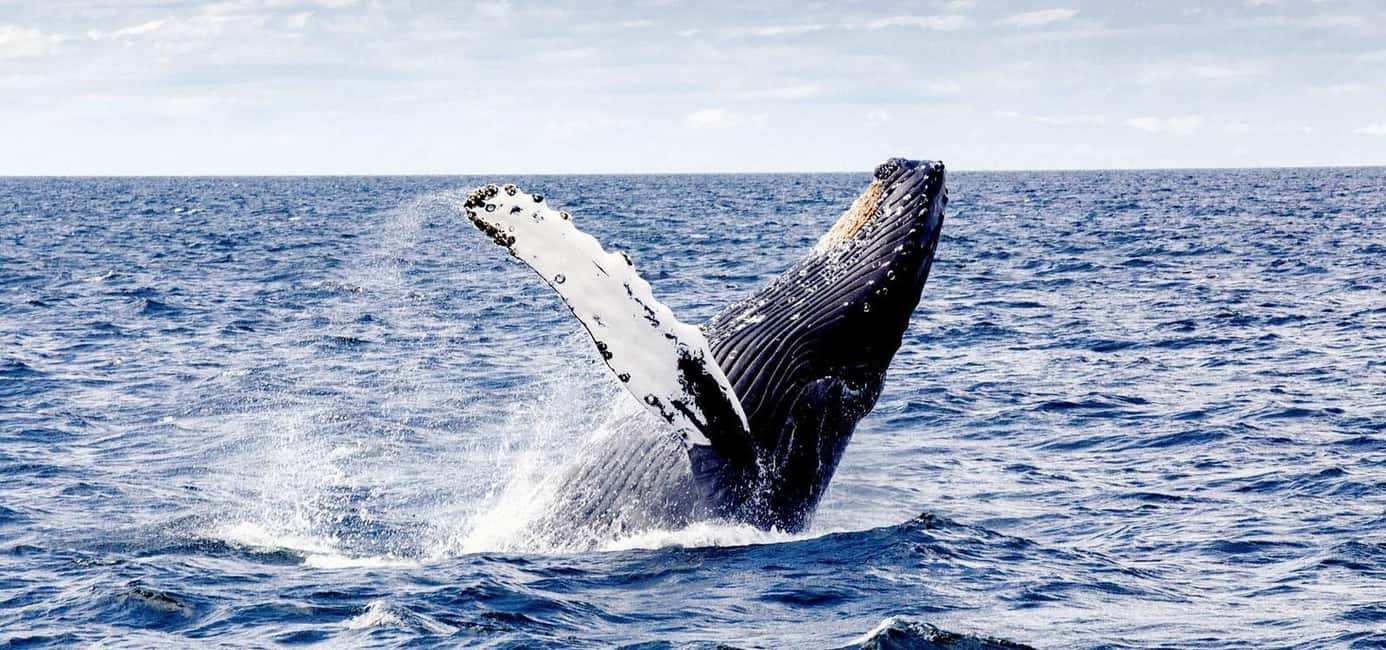 Samaná from Punta Cana: Cayo and Waterfall + Whale Watch - Exploring the Samaná Peninsula: A Rich Tapestry of Nature and Culture