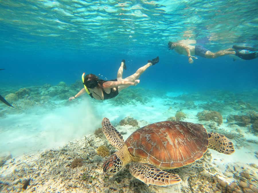Gili Trawangan: Private Snorkeling (Coral, Statues, Turtles) - Good To Know