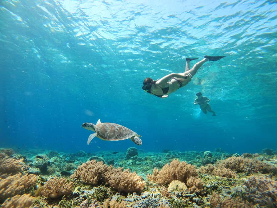 Gili Trawangan: Private Snorkeling (Coral, Statues, Turtles) - The Value of the Experience