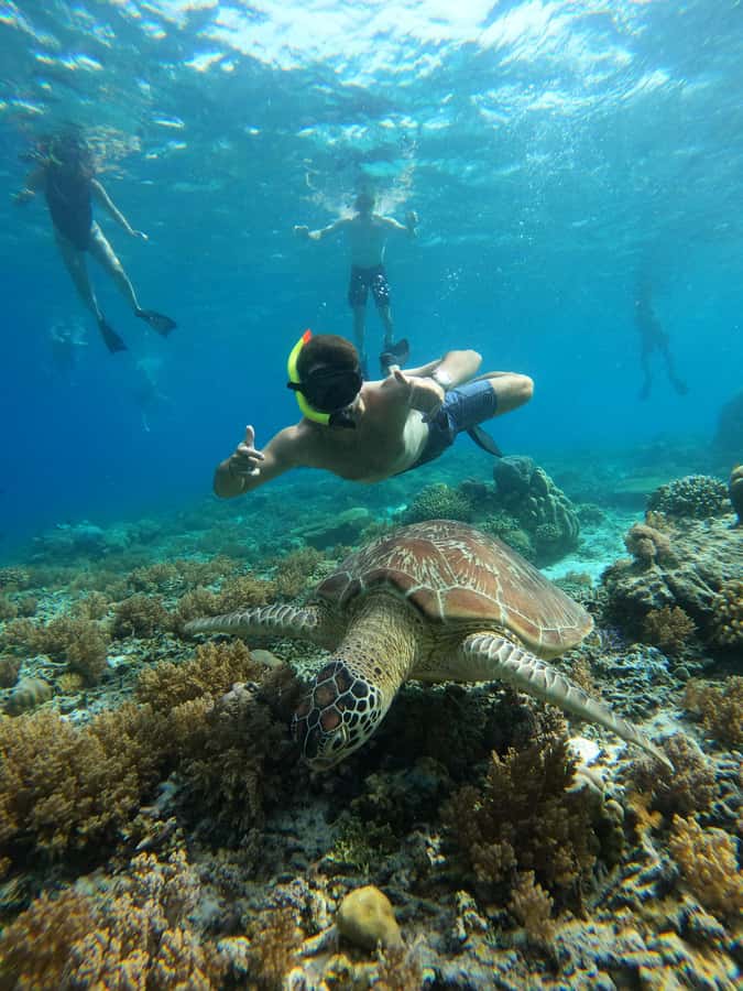 Gili Trawangan: Private Snorkeling (Coral, Statues, Turtles) - Our Bottom Line: Is It Worth It?