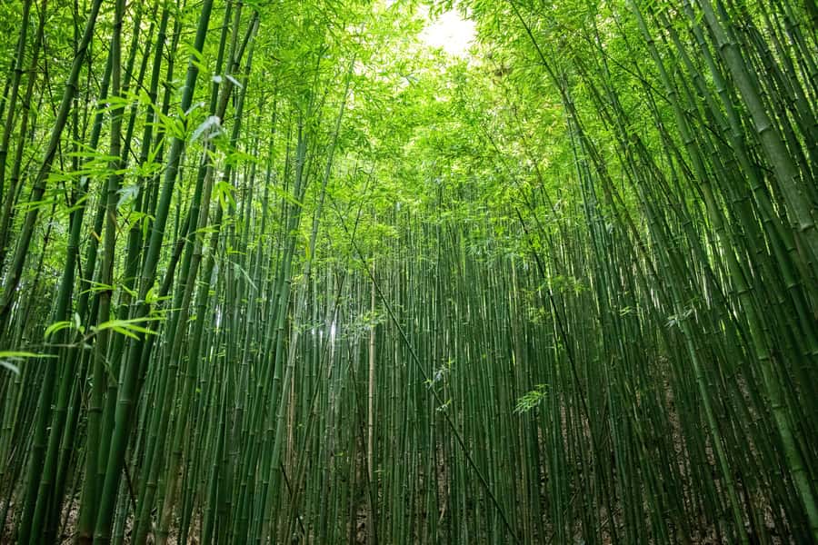 Explore Sapa with Dinh-Sapa Villages & Rice Fields, Culture - A Detailed Look at the Tour Experience