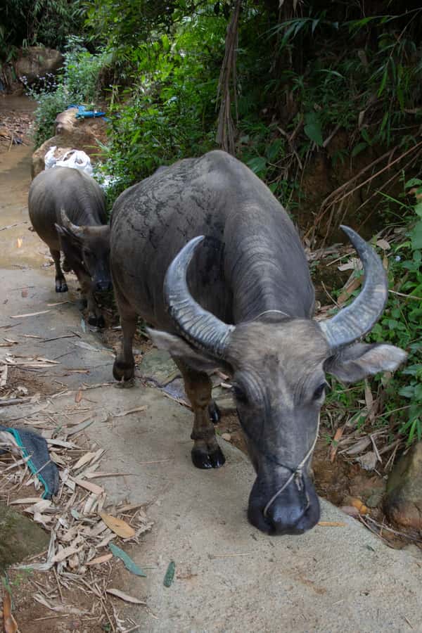 Explore Sapa with Dinh-Sapa Villages & Rice Fields, Culture - Good To Know