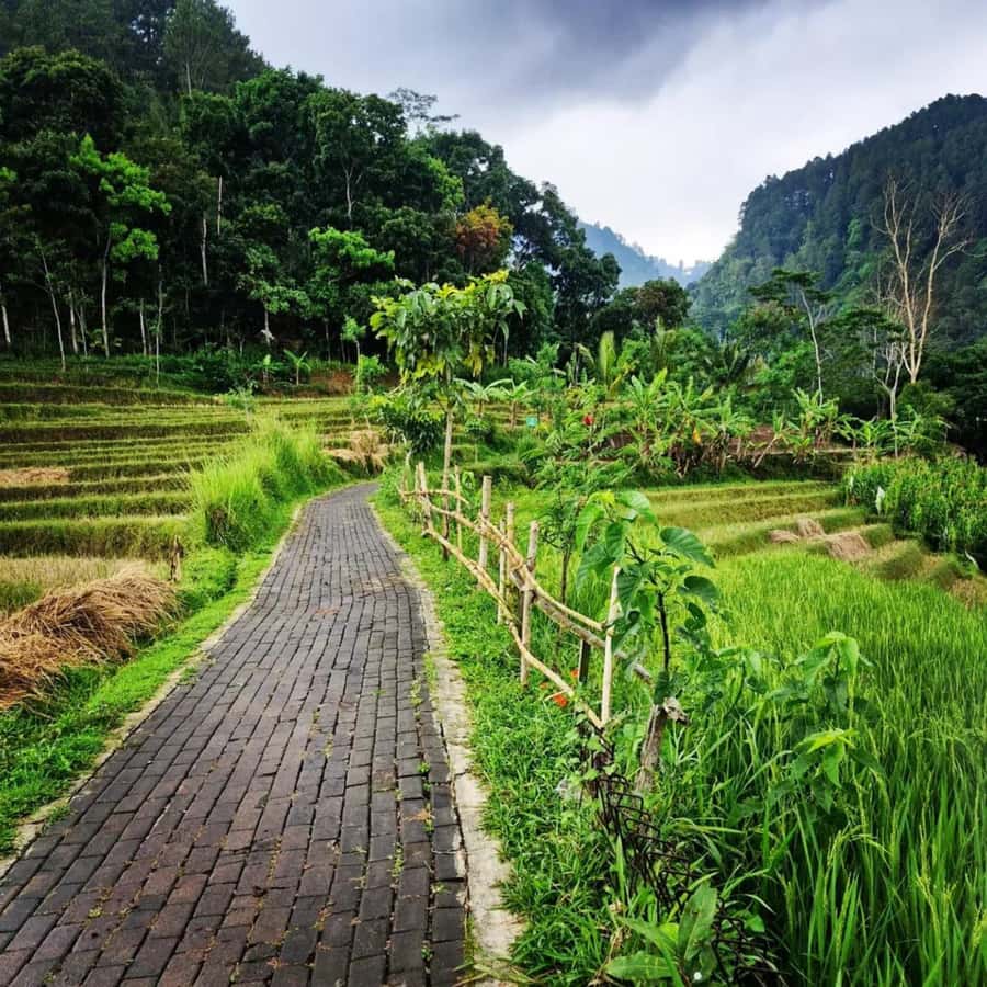 Borobudur Temple & Selogriyo Rice Terraces - Final Thoughts