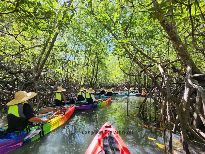 Langkawi : Kilim Mangrove Boat & Fun Kayak Tour with Lunch - Why This Tour Is Worth Considering