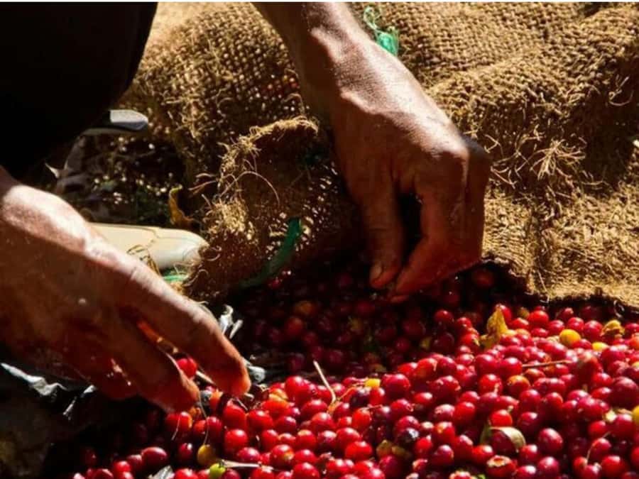 Coffee, Cocoa and Trekking Tour in Minca: Nature, Crops and Production - Final Thoughts