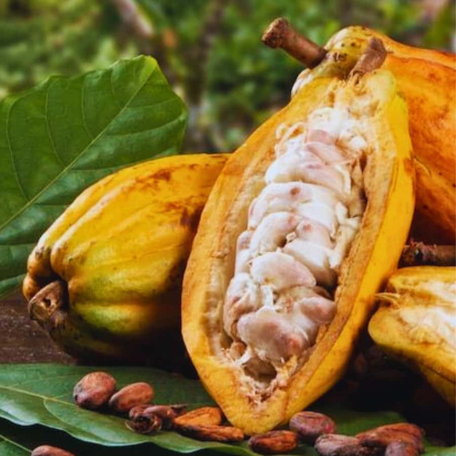 Coffee, Cocoa and Trekking Tour in Minca: Nature, Crops and Production - What We Appreciate About This Tour