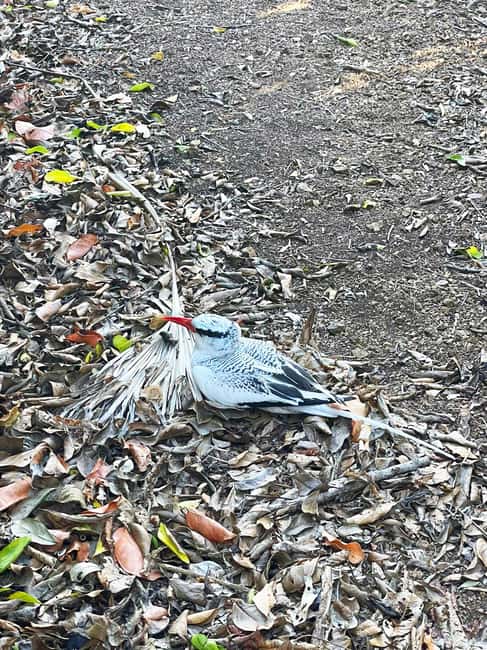 Tobago: Little Tobago Bird Sanctuary Visit and Boat Tour - Final Thoughts