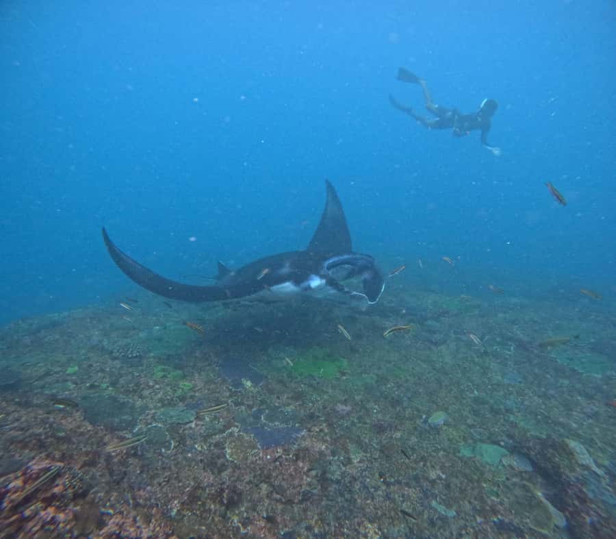 Bali: Nusa Penida Tour with Lunch & Manta Point Snorkeling - FAQs