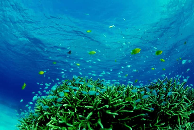 Half-Day Snorkeling Trip to Kerama - Introduction