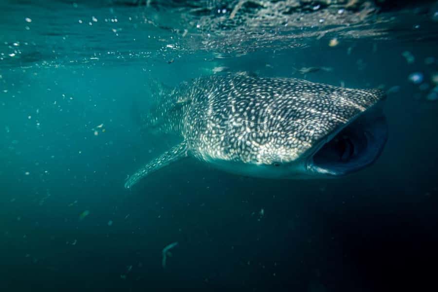La Paz: Whale Shark Snorkeling Tour - Authentic Encounters and Why They Matter