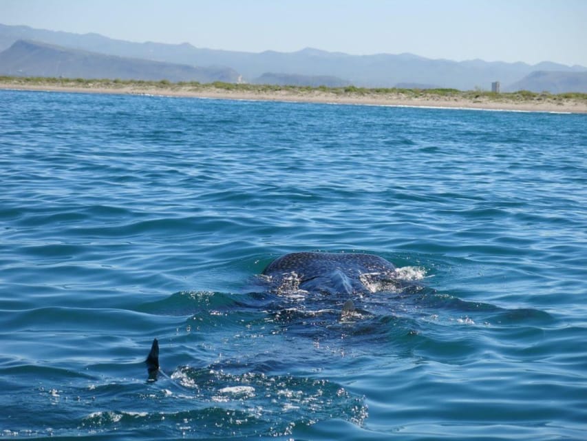 La Paz: Whale Shark Snorkeling Tour - Final Thoughts: Who Should Consider This Tour?