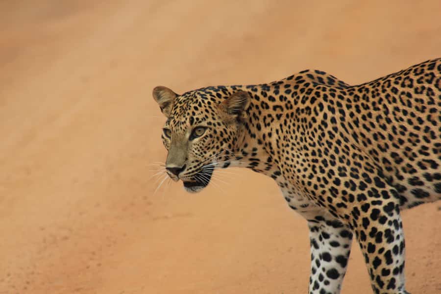 SKIP THE LINE - YALA SAFARI TOUR - Incl. ENTRY TICKETS - Key Points