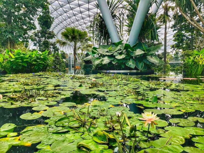 Singapore: Discover Jewel Changi Guided Tour - Key Points