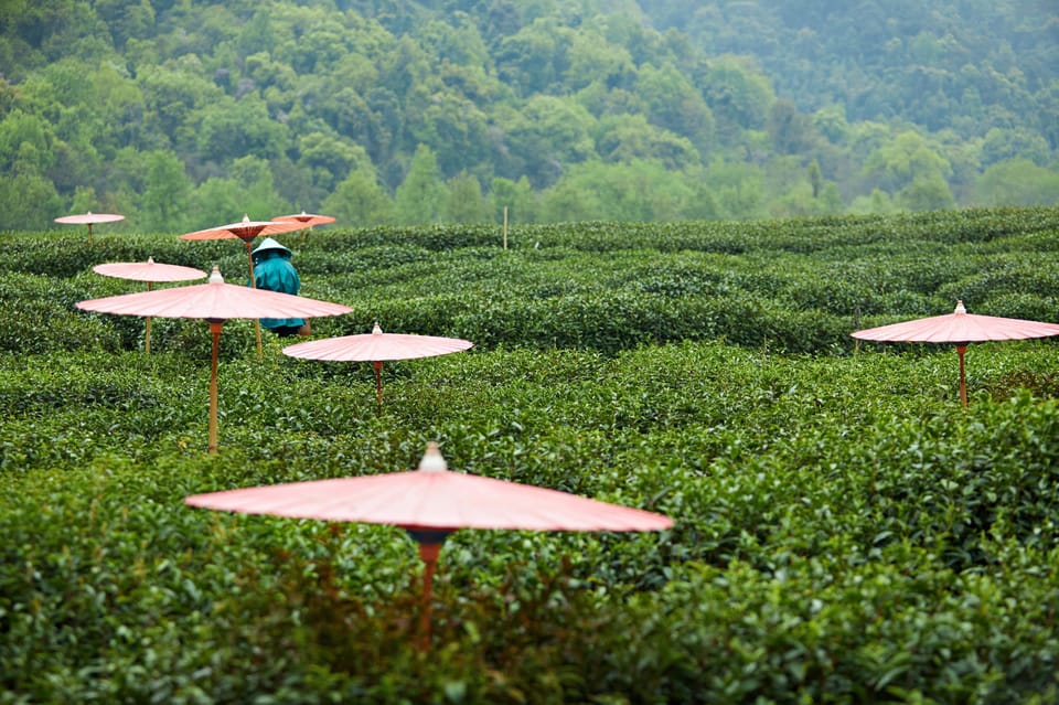 From Shanghai: Hangzhou Private Day Trip by Bullet Train - Returning to Shanghai