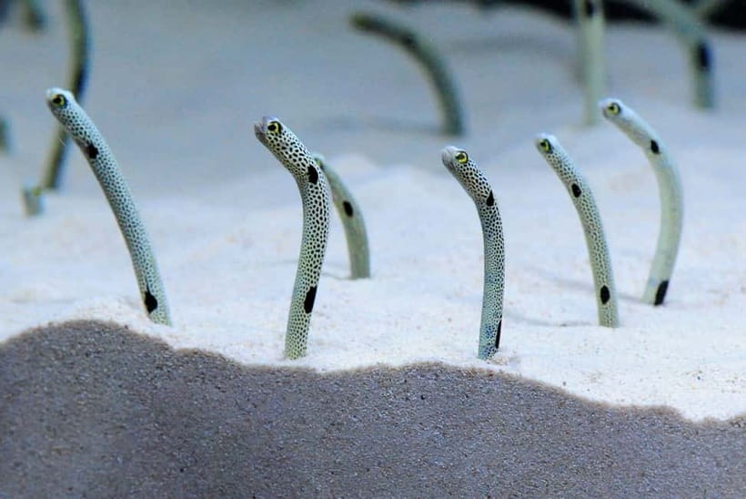 Kyoto Aquarium Admission Ticket - The Experience: A Closer Look