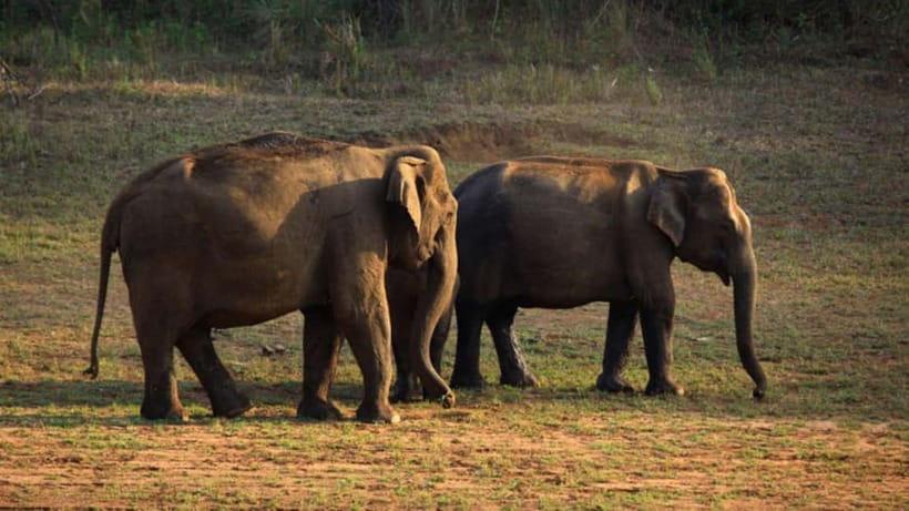 Munnar Hill Station with Periyar Wildlife Tour (03 Days) - What Makes This Tour Stand Out?