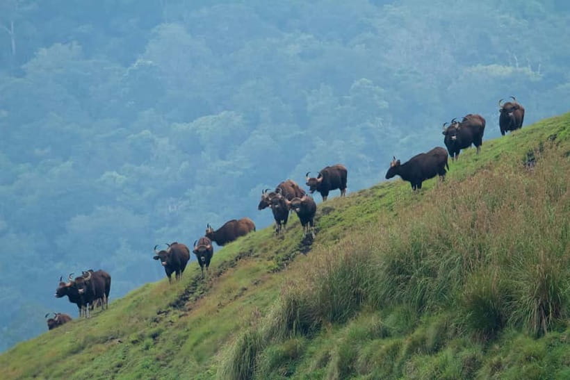 Munnar Hill Station with Periyar Wildlife Tour (03 Days) - Potential Drawbacks & Considerations