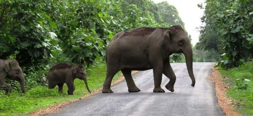 Munnar Hill Station with Periyar Wildlife Tour (03 Days) - Final Thoughts: Who Is This Tour Best For?