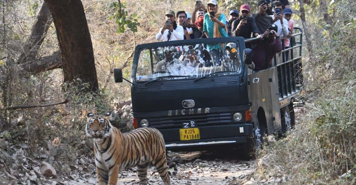 Ranthambore : Tiger Safari Tour in Canter - Final Thoughts: Why This Safari is a Good Choice