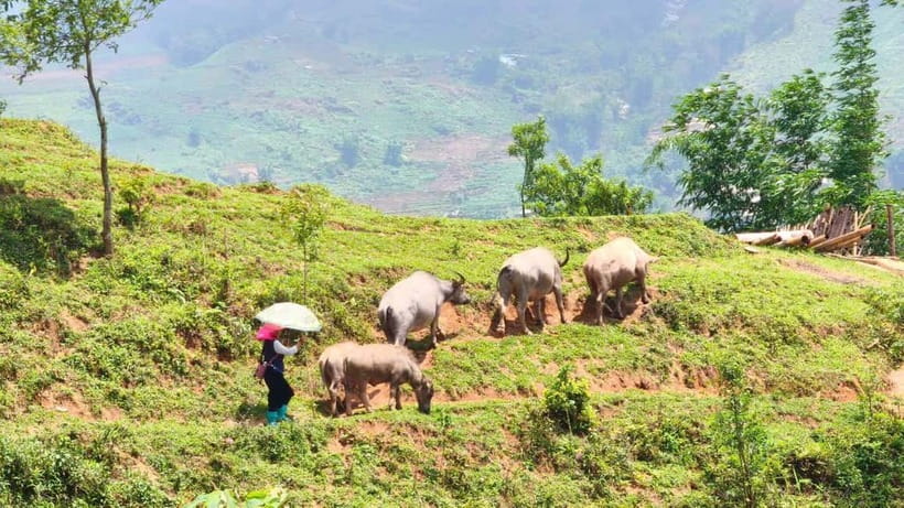 2D1N Trek: Ta Van & Lao Chai Rice Terrace Trails - FAQs