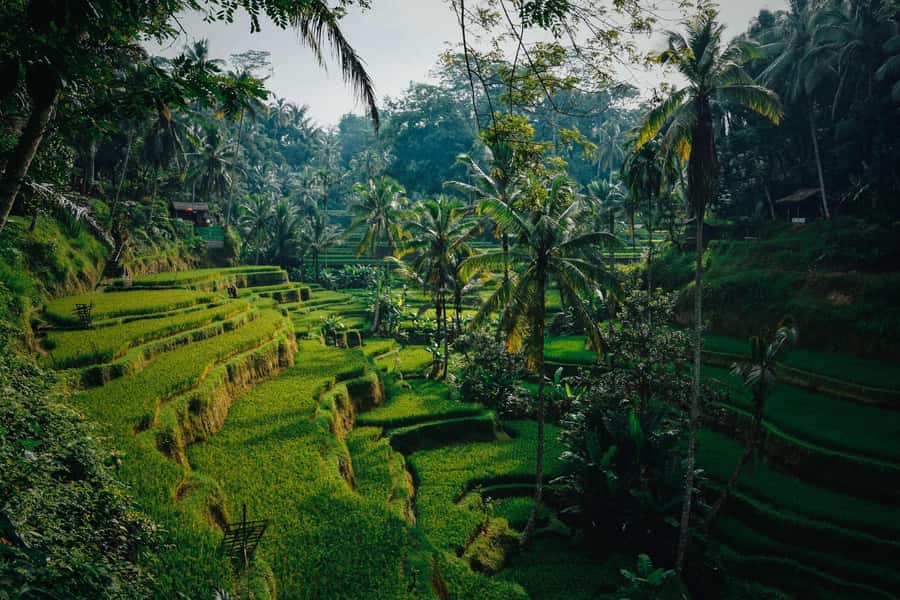 Ubud:Monkey Forest, Rice Terraces, Water Temples, Waterfalls - FAQs