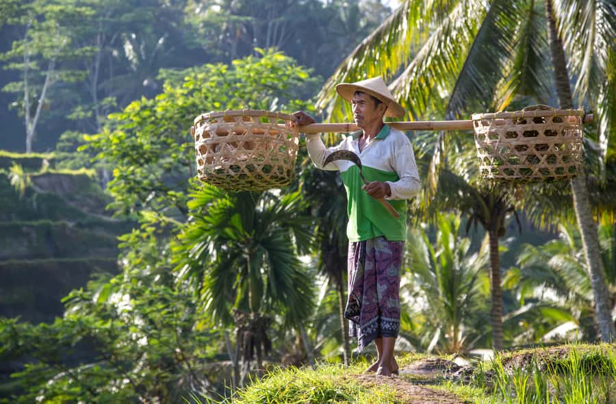 Ubud:Monkey Forest, Rice Terraces, Water Temples, Waterfalls - Transportation & Duration