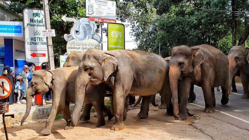From Colombo: Discover Elephant Orphanage and Kandy Day Tour - FAQ