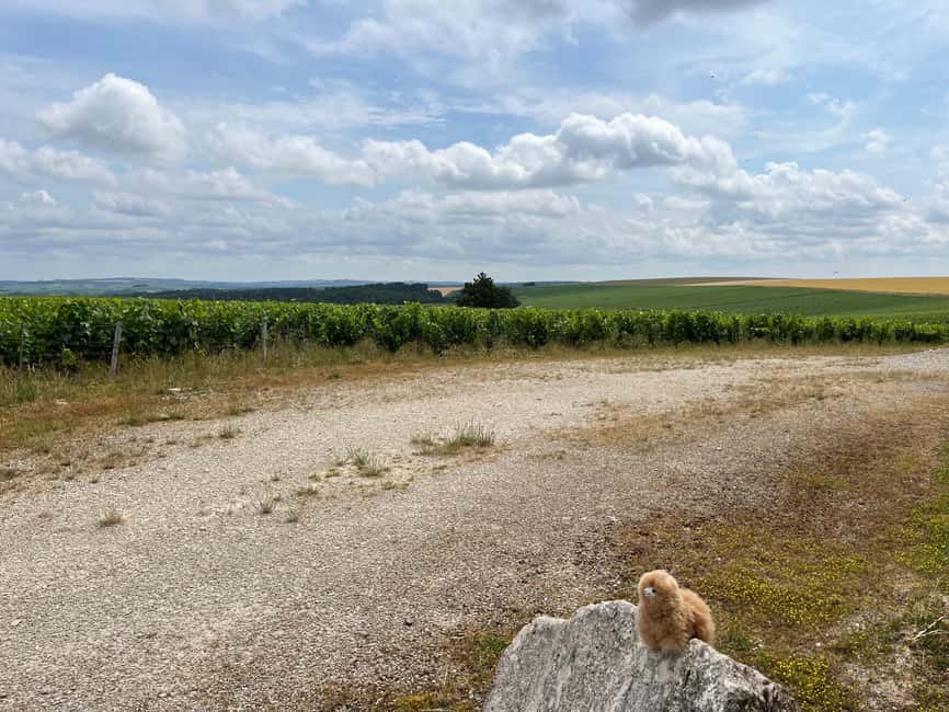 From Paris: Burgundy Chablis Wine & Cheese Tasting Day Trip - Who Would Love This Tour?