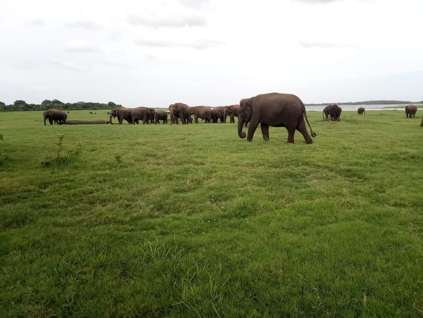 From Colombo: Sigiriya / Dambulla & Safari Day Tour - FAQ