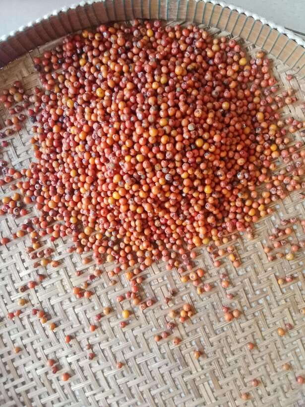 Kampot: Tuk Tuk Trip to Pepper Farm, Kep, Crab Market & More - Key Points