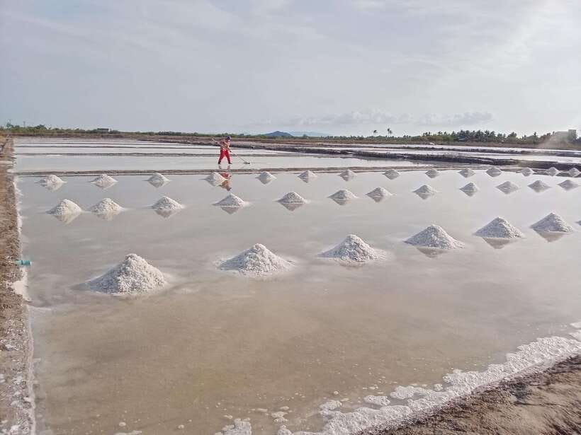 Kampot: Tuk Tuk Trip to Pepper Farm, Kep, Crab Market & More - Exploring the Pepper Farm: Cambodia’s Pride