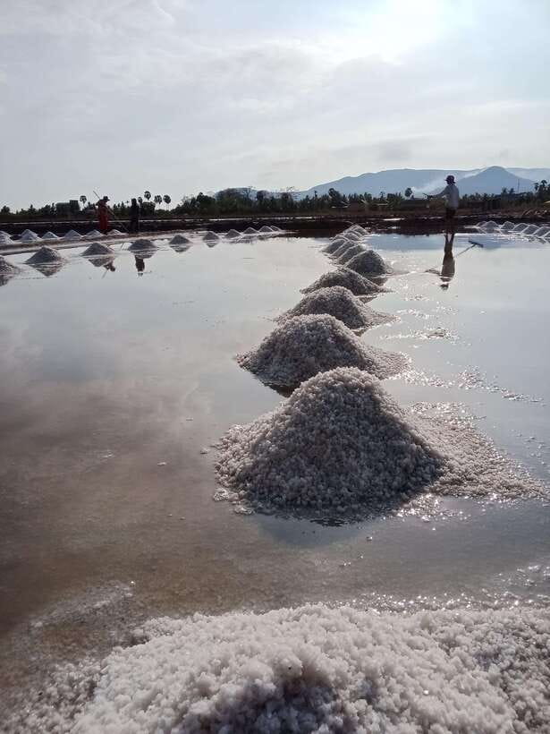 Kampot: Tuk Tuk Trip to Pepper Farm, Kep, Crab Market & More - The Salt Fields: Witnessing a Traditional Harvest