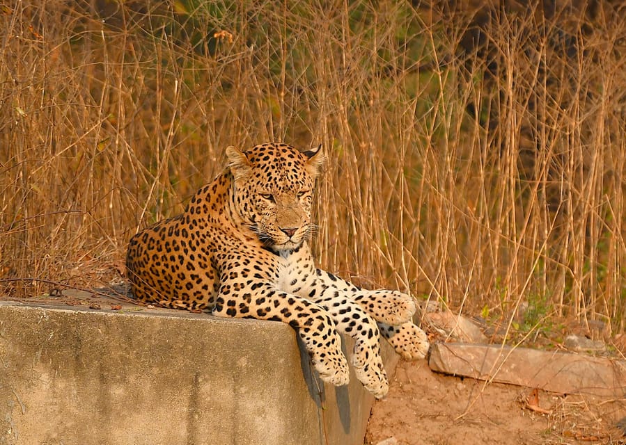 Jaipur: Jhalana Leopard Safari Tour - Who Is This Safari Best For?