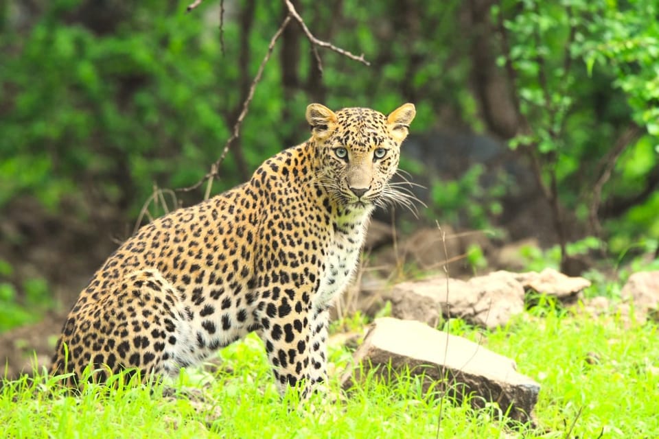 Jaipur: Jhalana Leopard Safari Tour - FAQ