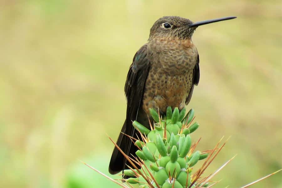 Cusco: Huacarpay Lake Bird Watching Tour with Breakfast - Exploring the Huacarpay Lake Bird Watching Tour